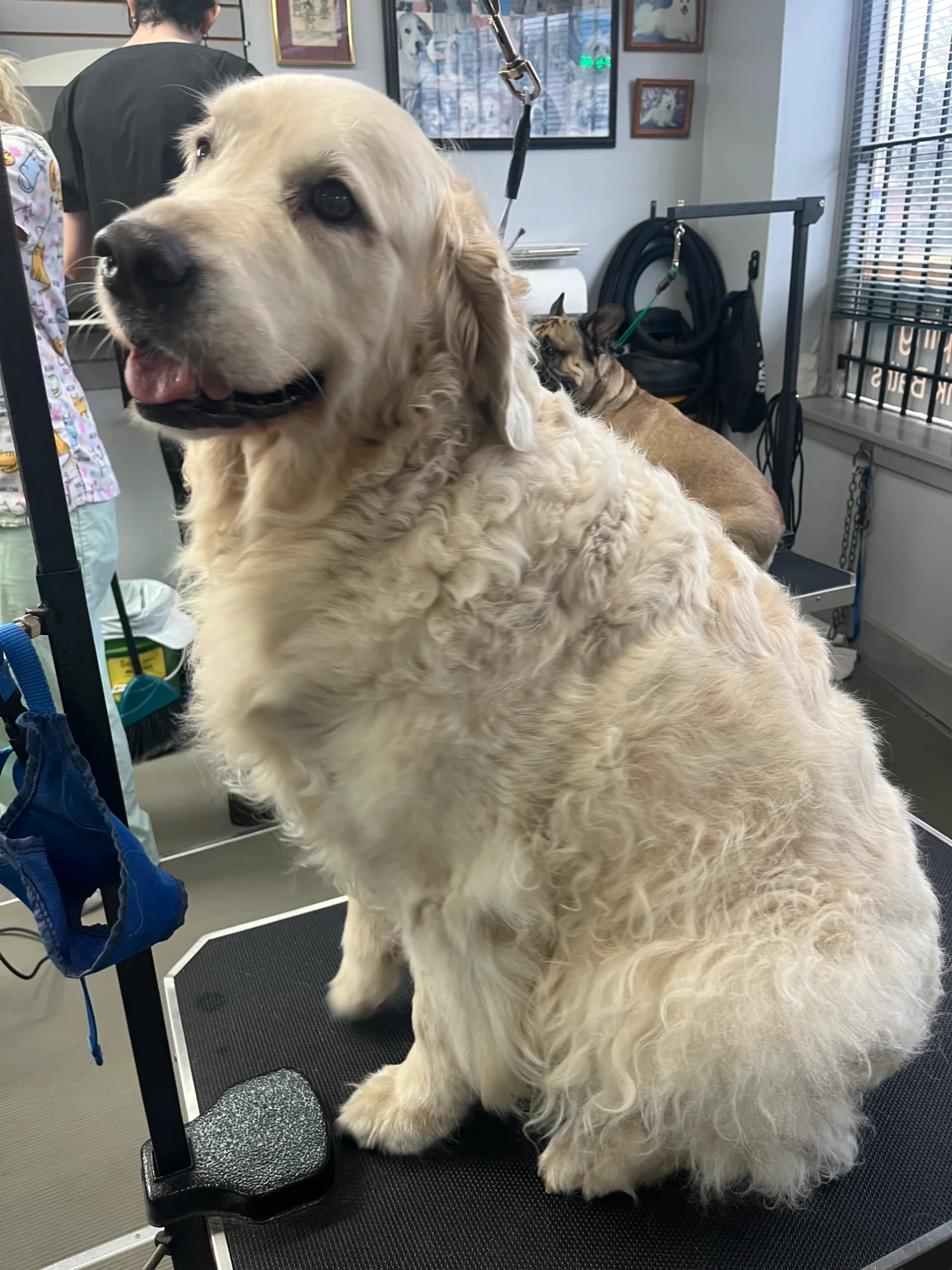 Cream colored golden retriever on grooming table