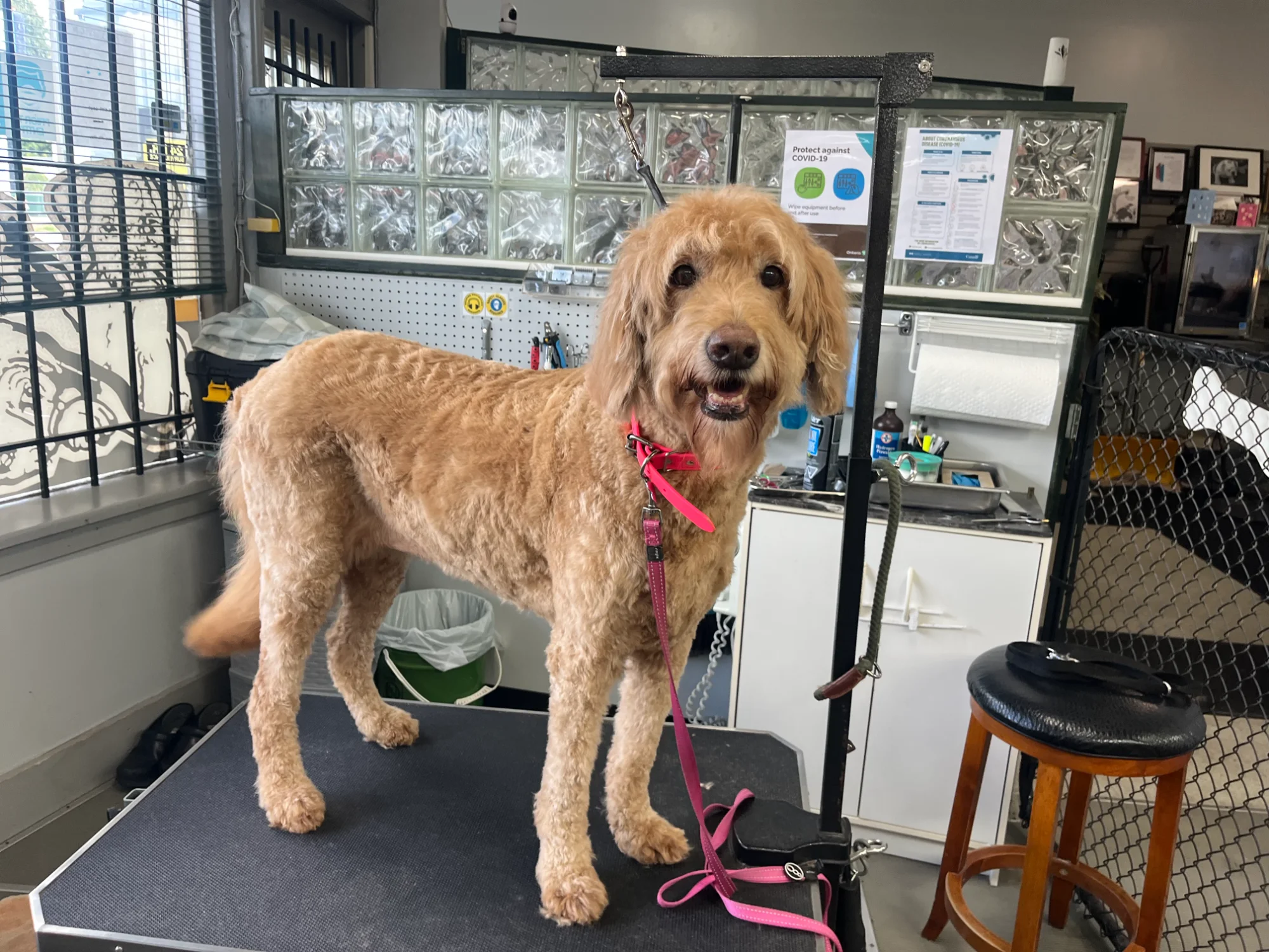 Goldendoodle with pink collar after grooming