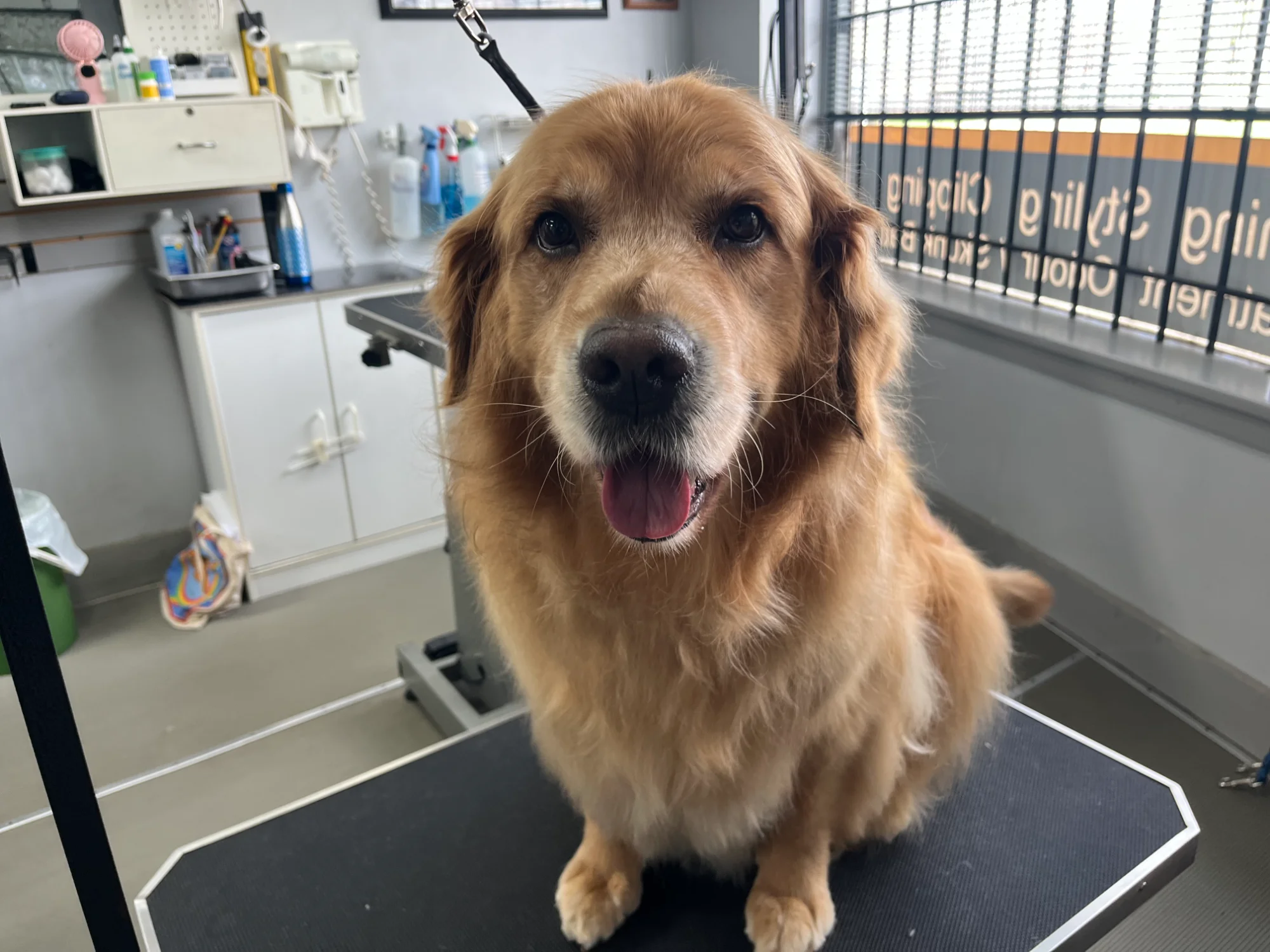Happy golden retriever after grooming at Groom Play Love