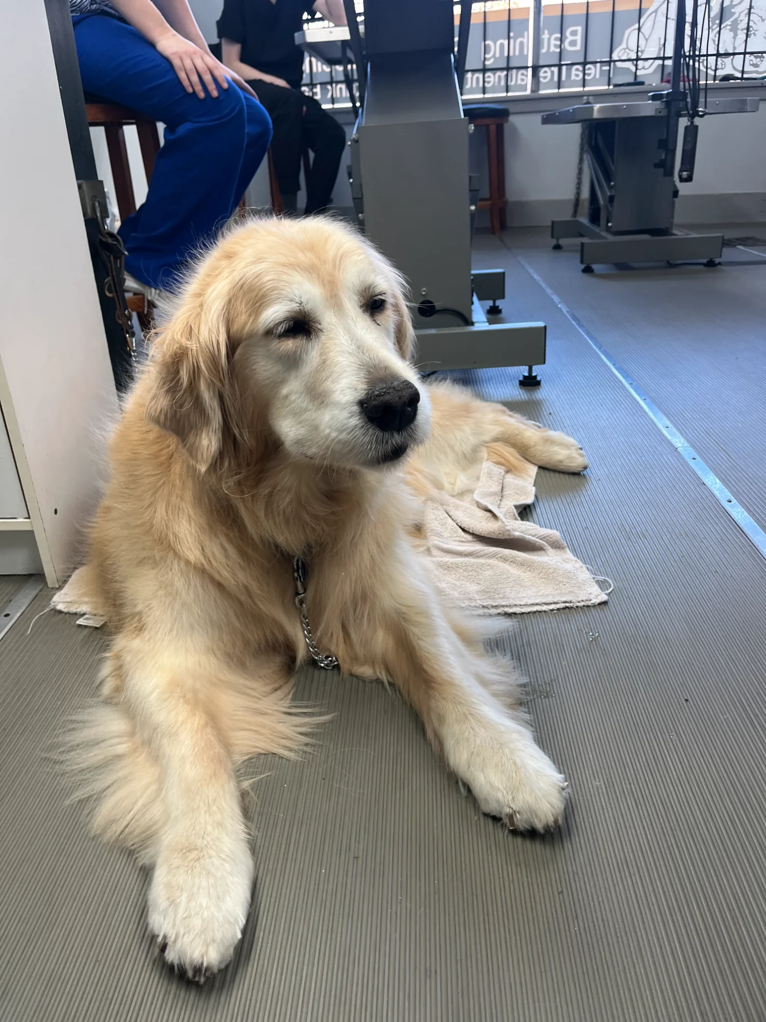 Golden retriever relaxing at the grooming salon