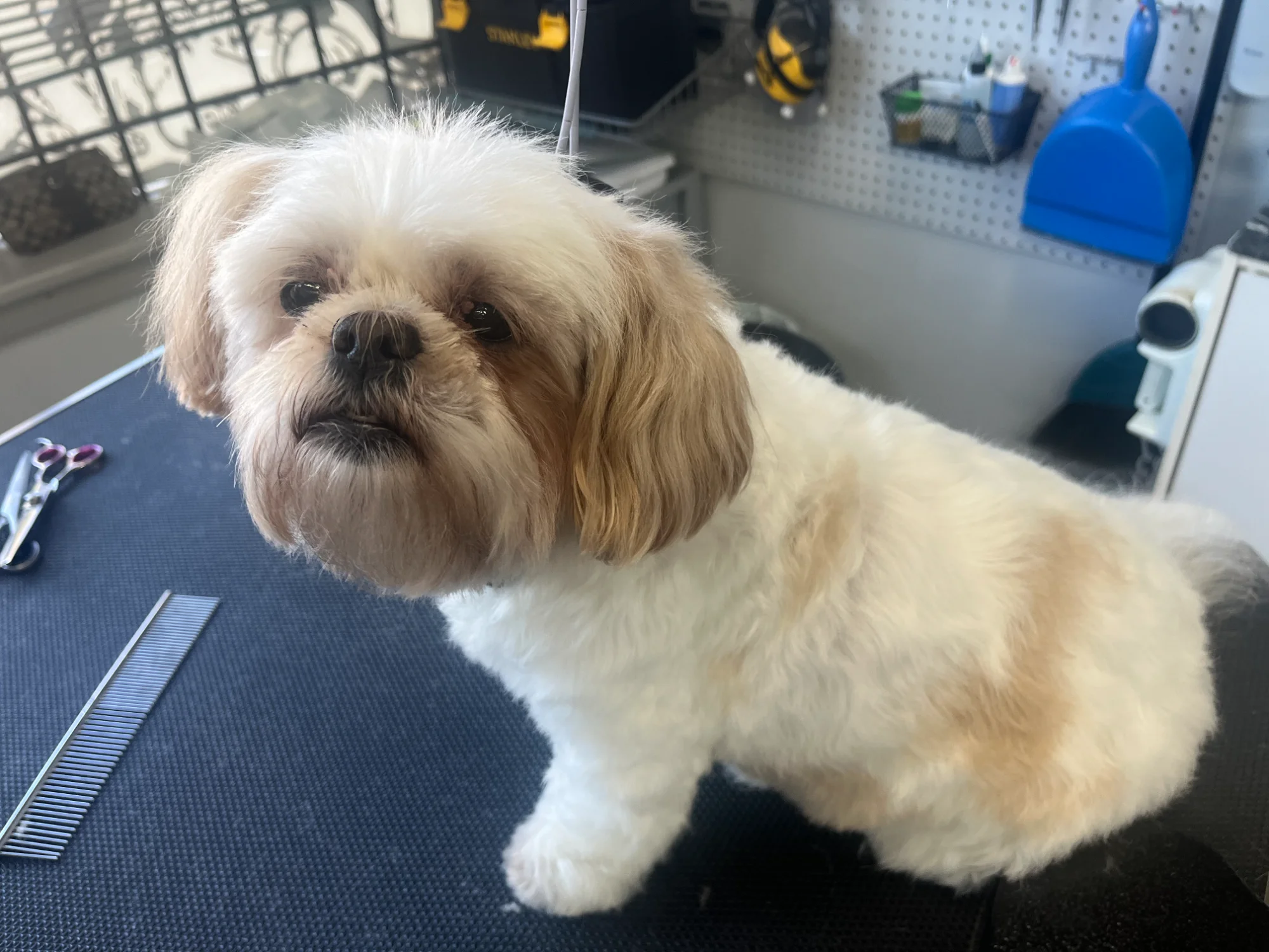 Shih Tzu on grooming table